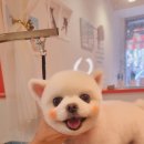 왈왈미용실 이미지