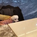 코시나(Cocina) 이미지