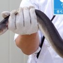김포민물장어초벌구이