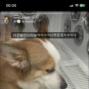 그루밍무무 이미지