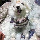 광주 펫쇼 후기