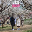 기장 매화원 3월 국내여행지 추천 부산 기장 가볼만한곳