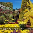 장성 황룡강 축제 이미지