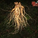 뿌리농산 - 원주시 남원로 288-6 | 뿌리농산