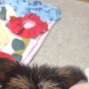 베리심플 이미지