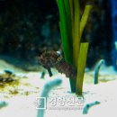 아쿠아마