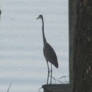 헤런((Heron)