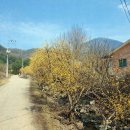 단월면사무소 | 2026 양평 봄 축제 단월고로쇠축제 산수유한우축제 가격 주차 팁 정보