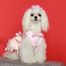 딸기애견미용실 이미지