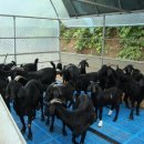 화천흑염소농장 이미지