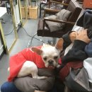 댕댕이 머리하는 날 이미지