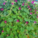 소리나팔꽃 이미지