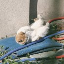 데구르르 이미지