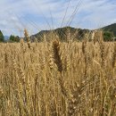 우리 몸에 좋은 보리 이미지