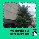 돌마로356번길 | 분당 벌목업체 조경 가지치기 전정 비용