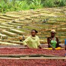 에티오피아13월 이미지