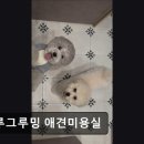 그루그루밍 이미지