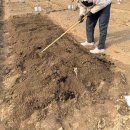 조아농장 | 송파구 솔이텃밭 개장 첫날 주말농장 시작 씨감자 밭갈이 준비물 정리