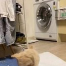 도도한 펫츠 이미지