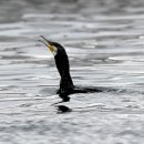 고성의 민물가마우지(Great cormorant) 이미지