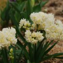 월드플라워 이미지