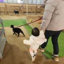 내기농장 | 시흥 온동물체험농장, 돌아기랑 다녀온 후기