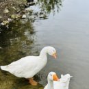 다다목장 이미지