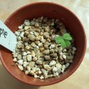 오지5구 이미지