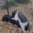 저팔계농장 이미지