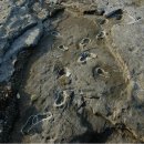 제주 사람발자국과 동물발자국 화석산지 이미지