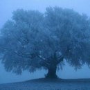 나무그늘 이미지