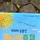 서울의 쉼표.매년 제일먼저 꽃을 볼수있는 나즈막한 바위산인 응봉산(높이 81m) 노란 개나리꽃동산의 만개한 개나리사진담기. 이미지