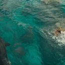 장그미돈까스 이미지