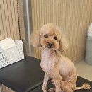 빠몽(PAWMONG) 이미지