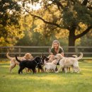 365 무료급식 봉사회 | 레브라도리트리버 키우기 전 꼭 보세요! 천사견의 반전 실체와 털빠짐 후기