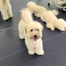 목화유치원 | 꼬똥 드 툴레아 분양가 얼마일까? 미용 비용 성격 장단점까지,직접 키워본 현실 후기