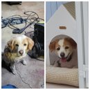 메리몽드 펫살롱 이미지