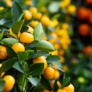 농업회사법인 투엠바이오(주) 이미지