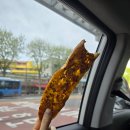 팡드팡 황금점 이미지