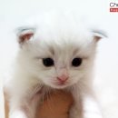 우다다 이미지