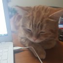 내친구고양이 이미지