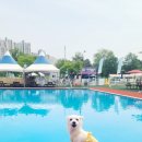 보노도그 이미지