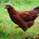 친환경 토종닭 농장 이미지