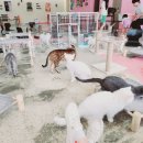 고양이살롱앤카페 이미지