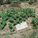 가작농장 이미지