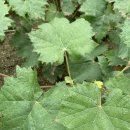 광일농원 이미지