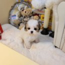 사랑애견샵 이미지