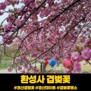 경산 하양 환성사 겹벚꽃 명소
