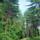 푸른 식물병원 이미지