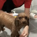 헬로우댕댕 이미지